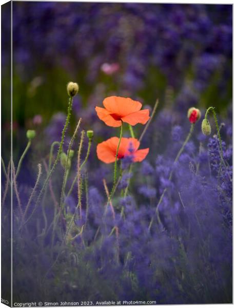 Poppies in Lavender  Canvas Print by Simon Johnson