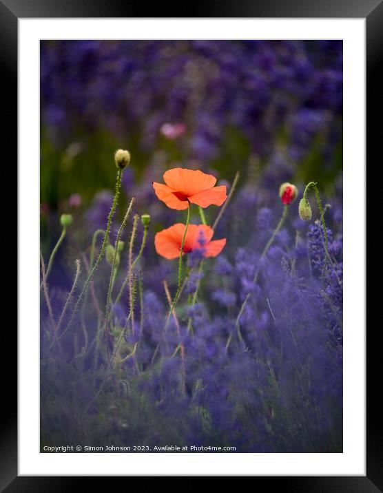 Poppies in Lavender  Framed Mounted Print by Simon Johnson