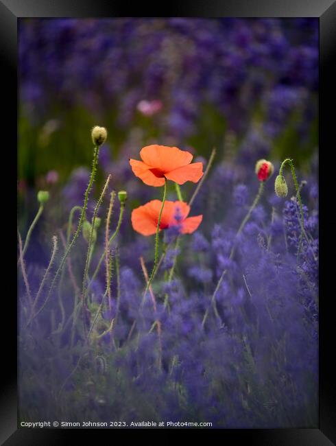 Poppies in Lavender  Framed Print by Simon Johnson