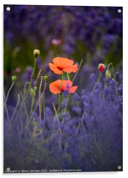 Poppies in Lavender  Acrylic by Simon Johnson