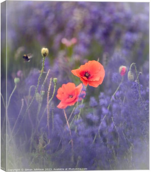 Wind blown poppies in lavender  Canvas Print by Simon Johnson