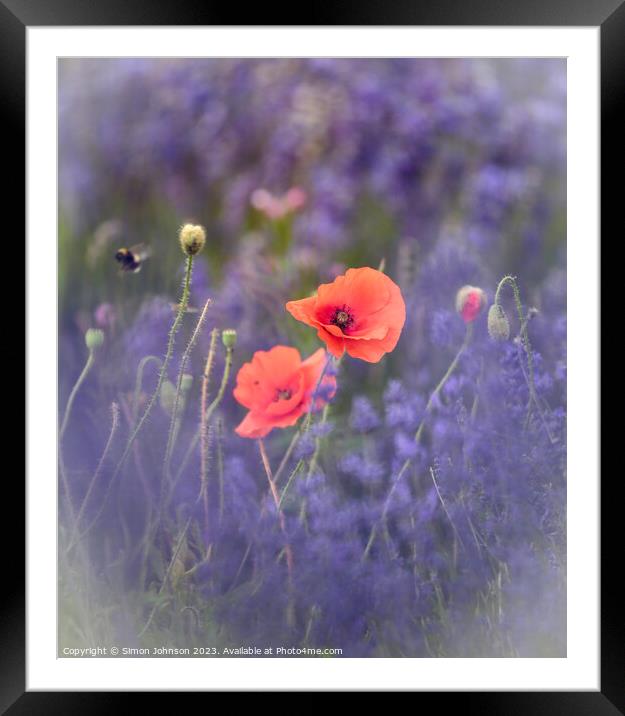 Wind blown poppies in lavender  Framed Mounted Print by Simon Johnson
