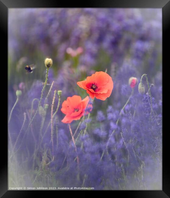 Wind blown poppies in lavender  Framed Print by Simon Johnson