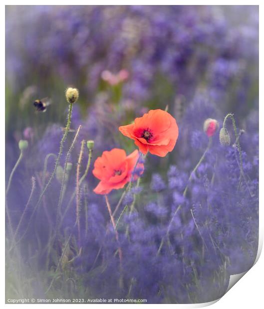 Wind blown poppies in lavender  Print by Simon Johnson