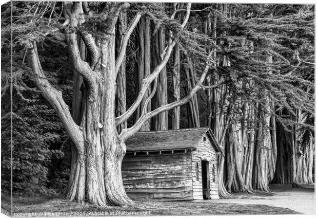 The Tree House Canvas Print by Rick Lindley