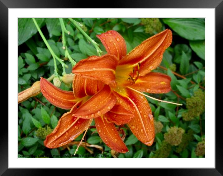 Orange Lilies Framed Mounted Print by Stephanie Moore