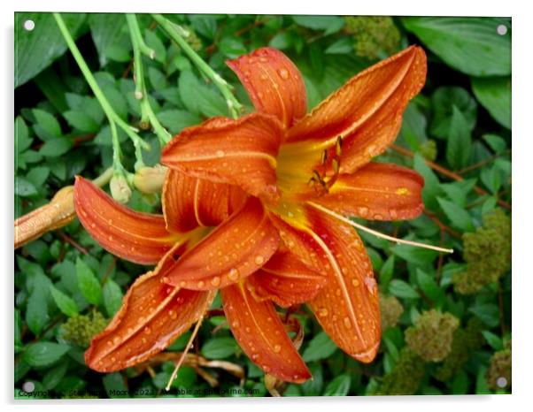 Orange Lilies Acrylic by Stephanie Moore