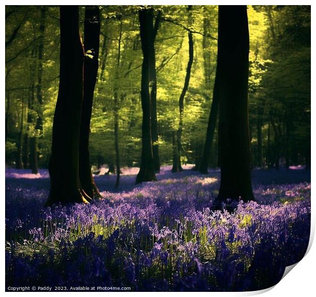 Blue bells coming out in the forest,  Print by Paddy 