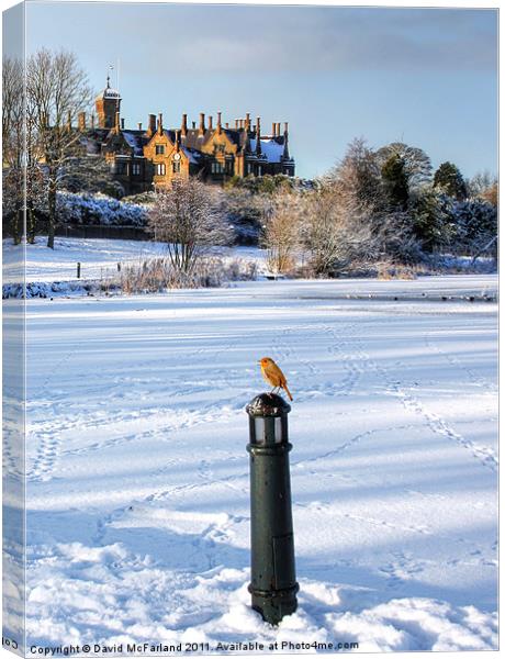 Robin, King of the Castle Canvas Print by David McFarland