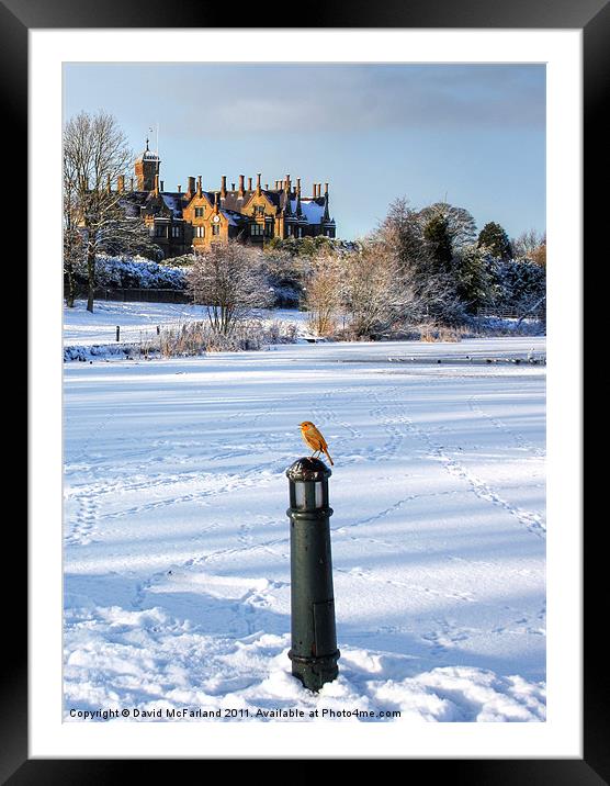 Robin, King of the Castle Framed Mounted Print by David McFarland