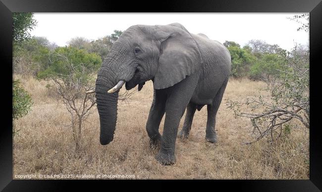 African Elephant Framed Print by Lisa PB