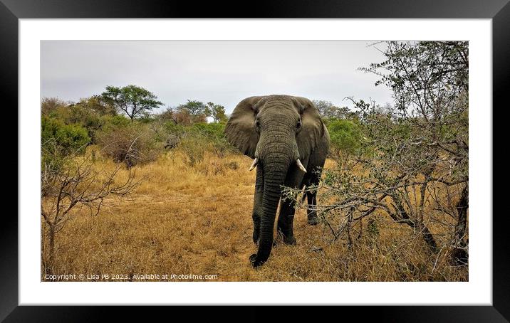 Safari Elephant Framed Mounted Print by Lisa PB
