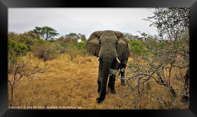 Safari Elephant Framed Print by Lisa PB