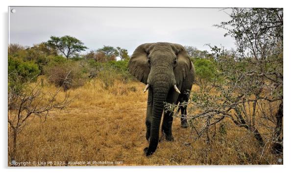 Safari Elephant Acrylic by Lisa PB