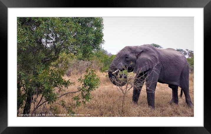 Elephant on Safari Framed Mounted Print by Lisa PB