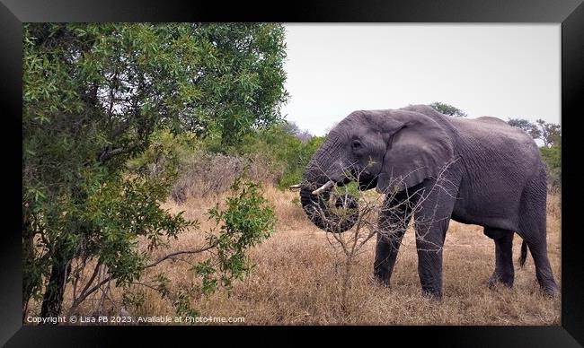 Elephant on Safari Framed Print by Lisa PB