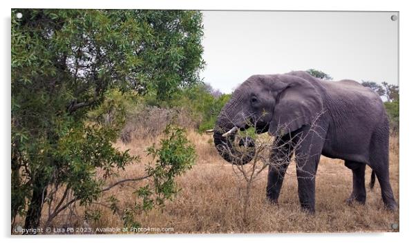 Elephant on Safari Acrylic by Lisa PB