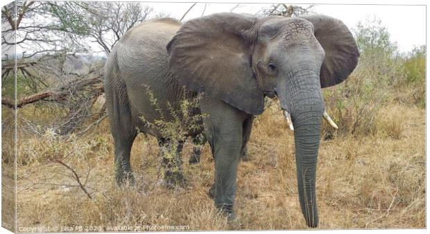 An Elephant in South Africa Canvas Print by Lisa PB