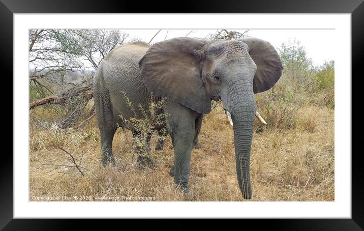 An Elephant in South Africa Framed Mounted Print by Lisa PB