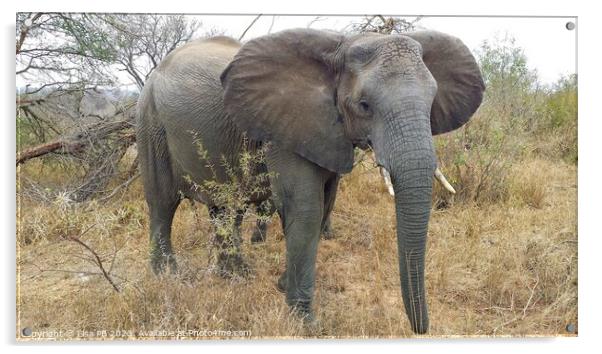 An Elephant in South Africa Acrylic by Lisa PB