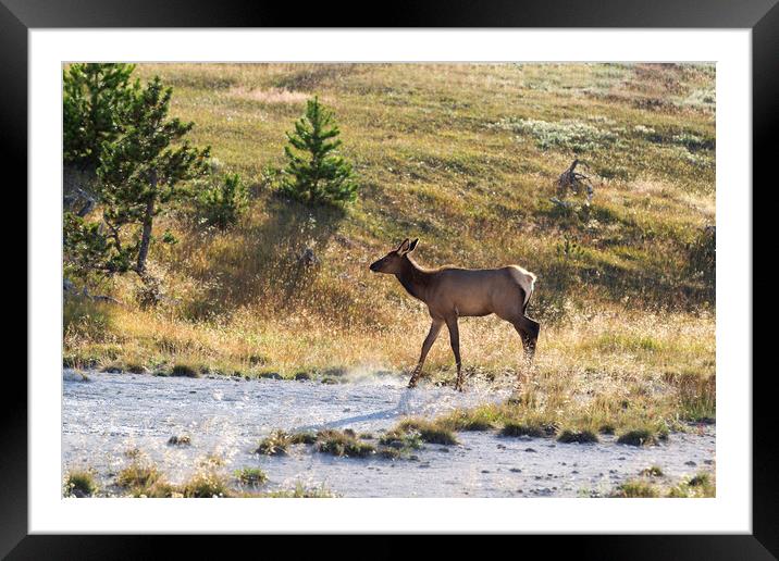 Young elk crossing small stream in field  Framed Mounted Print by Thomas Baker