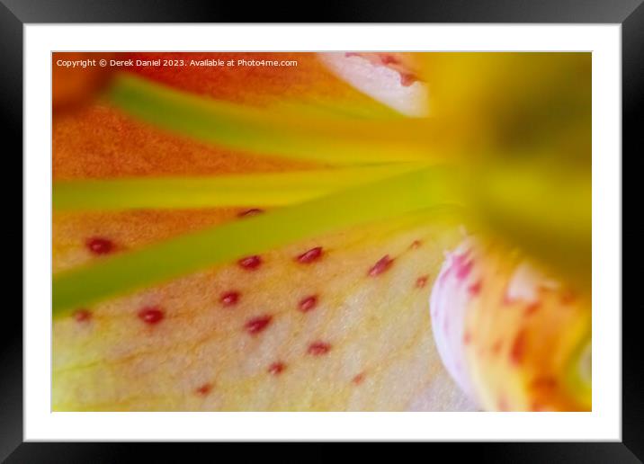 Intricate Study of Nature's Bounty Framed Mounted Print by Derek Daniel