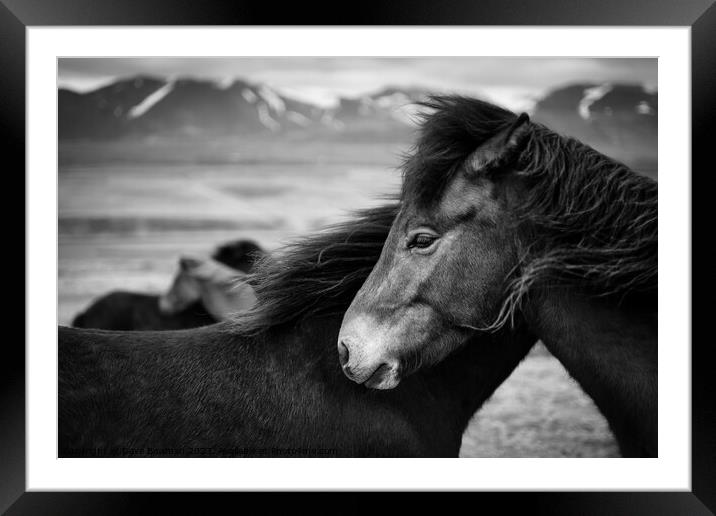Icelandic Horses Framed Mounted Print by Dave Bowman