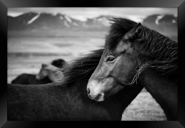 Icelandic Horses Framed Print by Dave Bowman