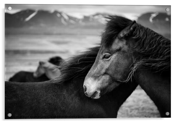 Icelandic Horses Acrylic by Dave Bowman