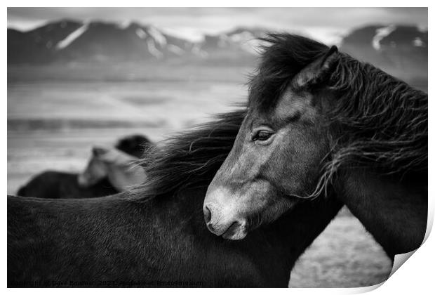 Icelandic Horses Print by Dave Bowman