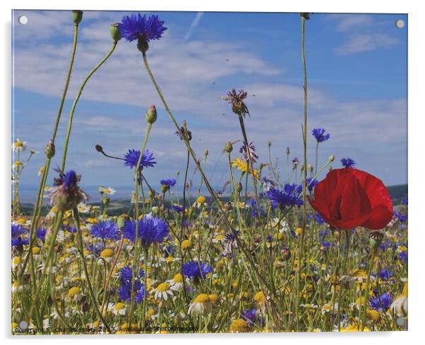 Stogumber wild flowers Acrylic by Charles Powell