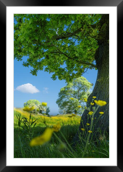 Buttercup meadow #3 Framed Mounted Print by Bill Allsopp