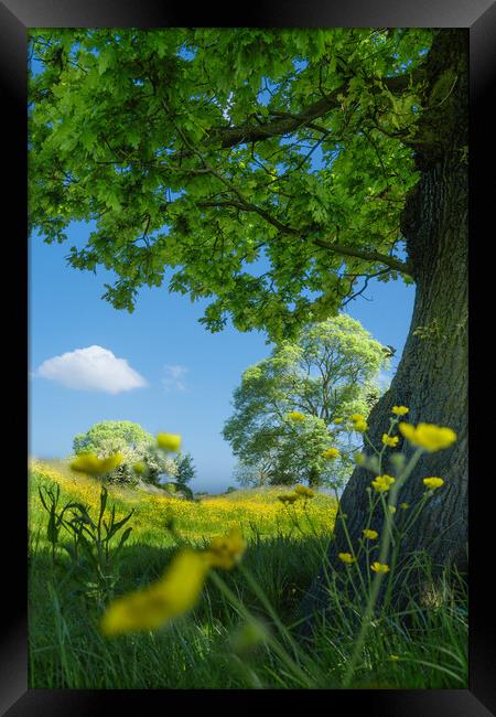 Buttercup meadow #3 Framed Print by Bill Allsopp