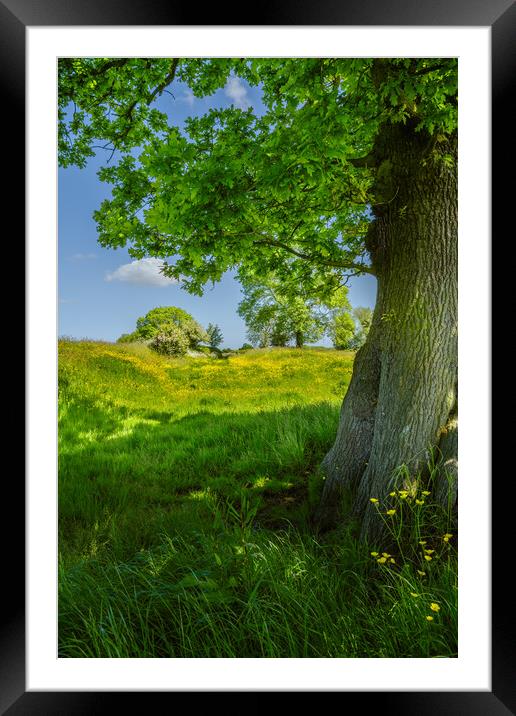 Buttercup meadow #2 Framed Mounted Print by Bill Allsopp