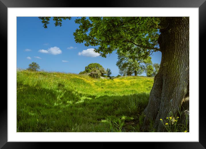 Buttercup meadow #1 Framed Mounted Print by Bill Allsopp