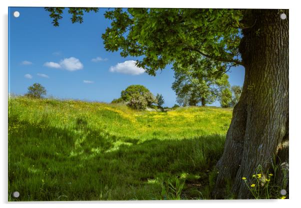 Buttercup meadow #1 Acrylic by Bill Allsopp