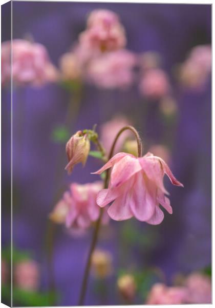 Pink perfection. Canvas Print by Bill Allsopp