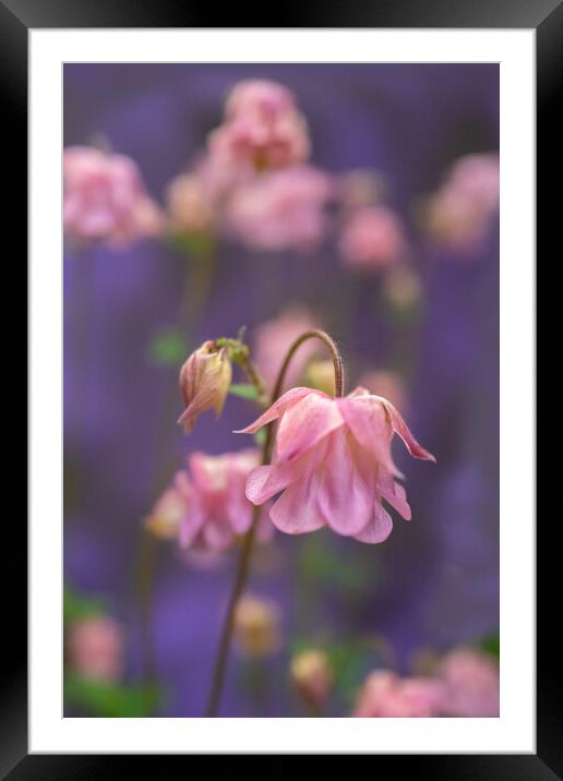 Pink perfection. Framed Mounted Print by Bill Allsopp