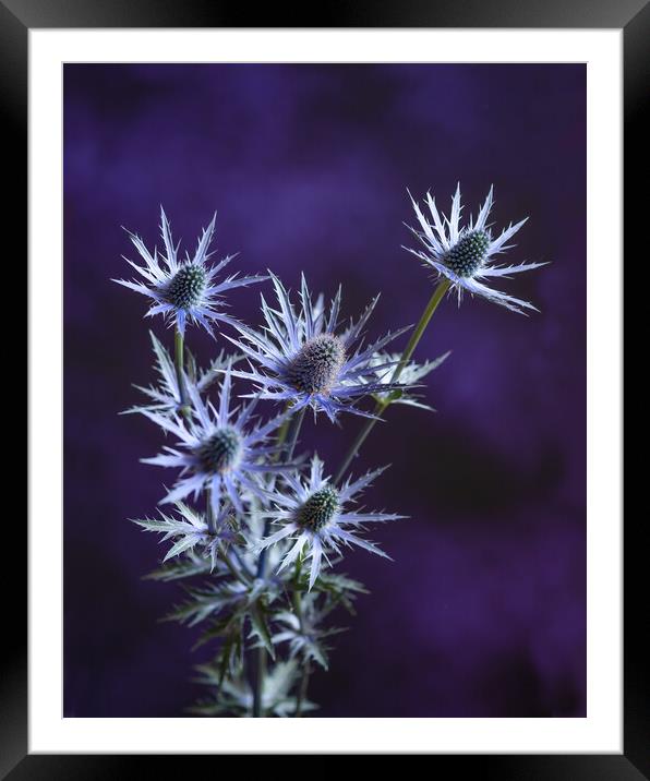Purple and Blue. Framed Mounted Print by Bill Allsopp