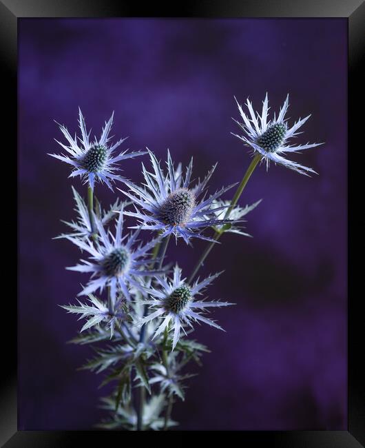Purple and Blue. Framed Print by Bill Allsopp