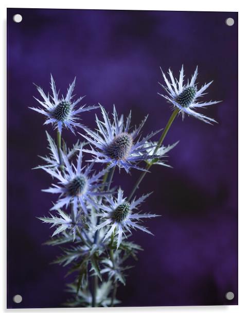 Purple and Blue. Acrylic by Bill Allsopp
