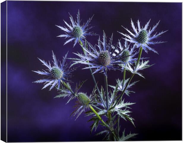 Prickly on purple. Canvas Print by Bill Allsopp