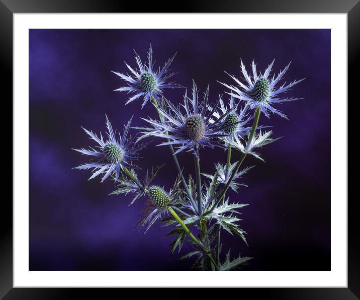 Prickly on purple. Framed Mounted Print by Bill Allsopp