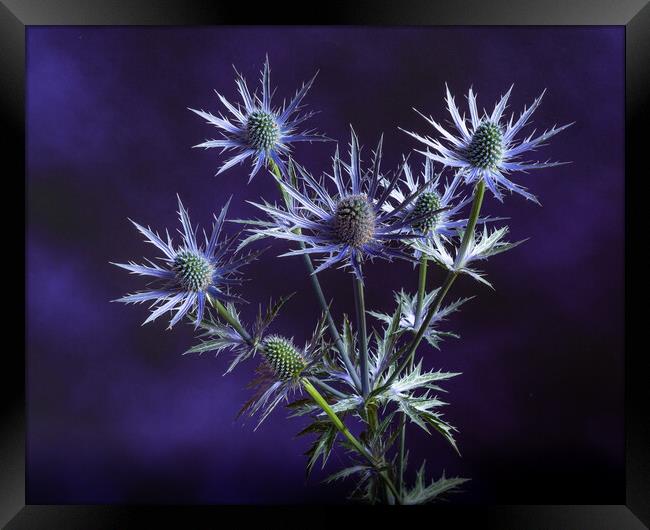 Prickly on purple. Framed Print by Bill Allsopp