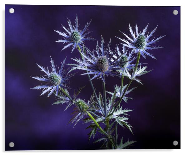 Prickly on purple. Acrylic by Bill Allsopp