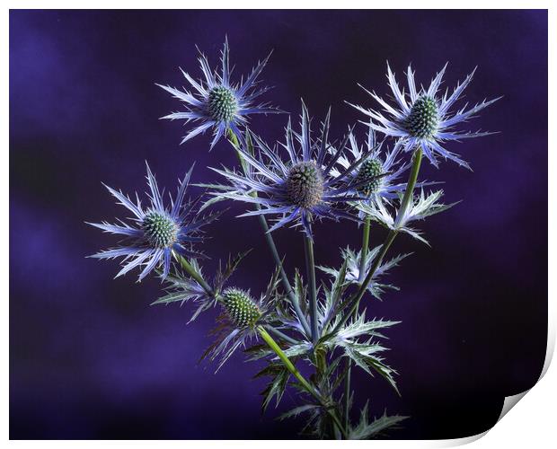 Prickly on purple. Print by Bill Allsopp