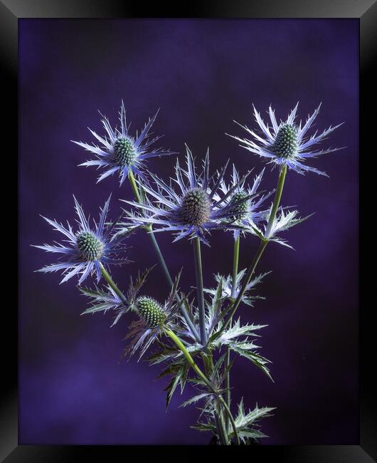 Prickly on purple #2 Framed Print by Bill Allsopp