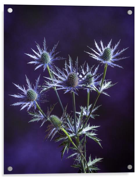 Prickly on purple #2 Acrylic by Bill Allsopp