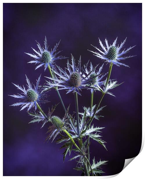 Prickly on purple #2 Print by Bill Allsopp