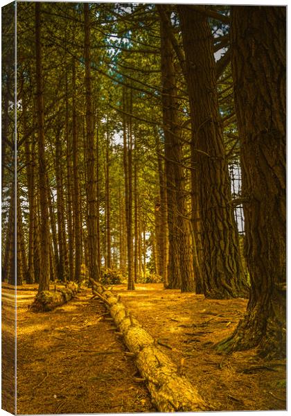 Holkham woods #2 Canvas Print by Bill Allsopp